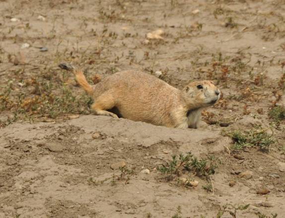 Praire Dog no Badlands National Park, em South Dakota, nos Estados Unidos